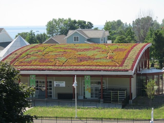 acoperis-verde odu green roof